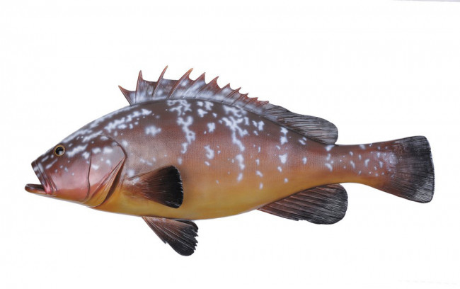 grouper.jpg